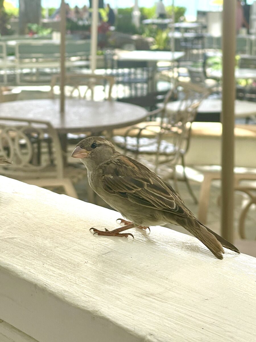 一羽のスズメのアップ画像