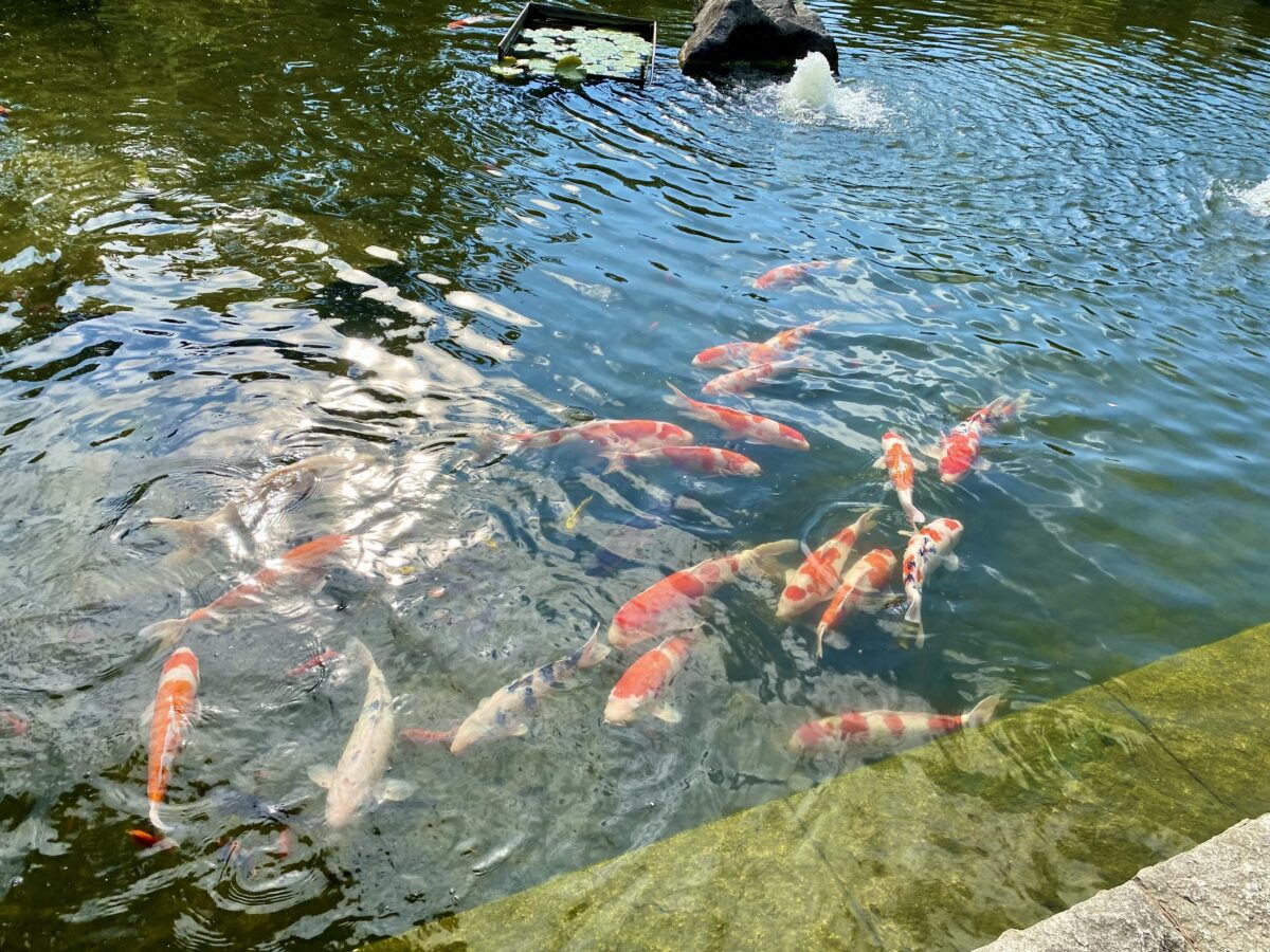 日本庭園の水中にいる鯉
